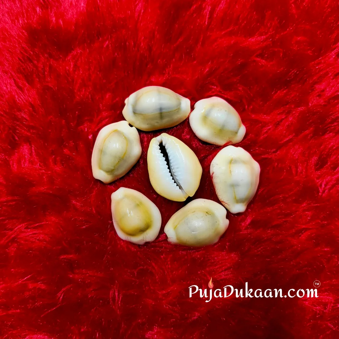 Chitti Kauri (7 pcs)
