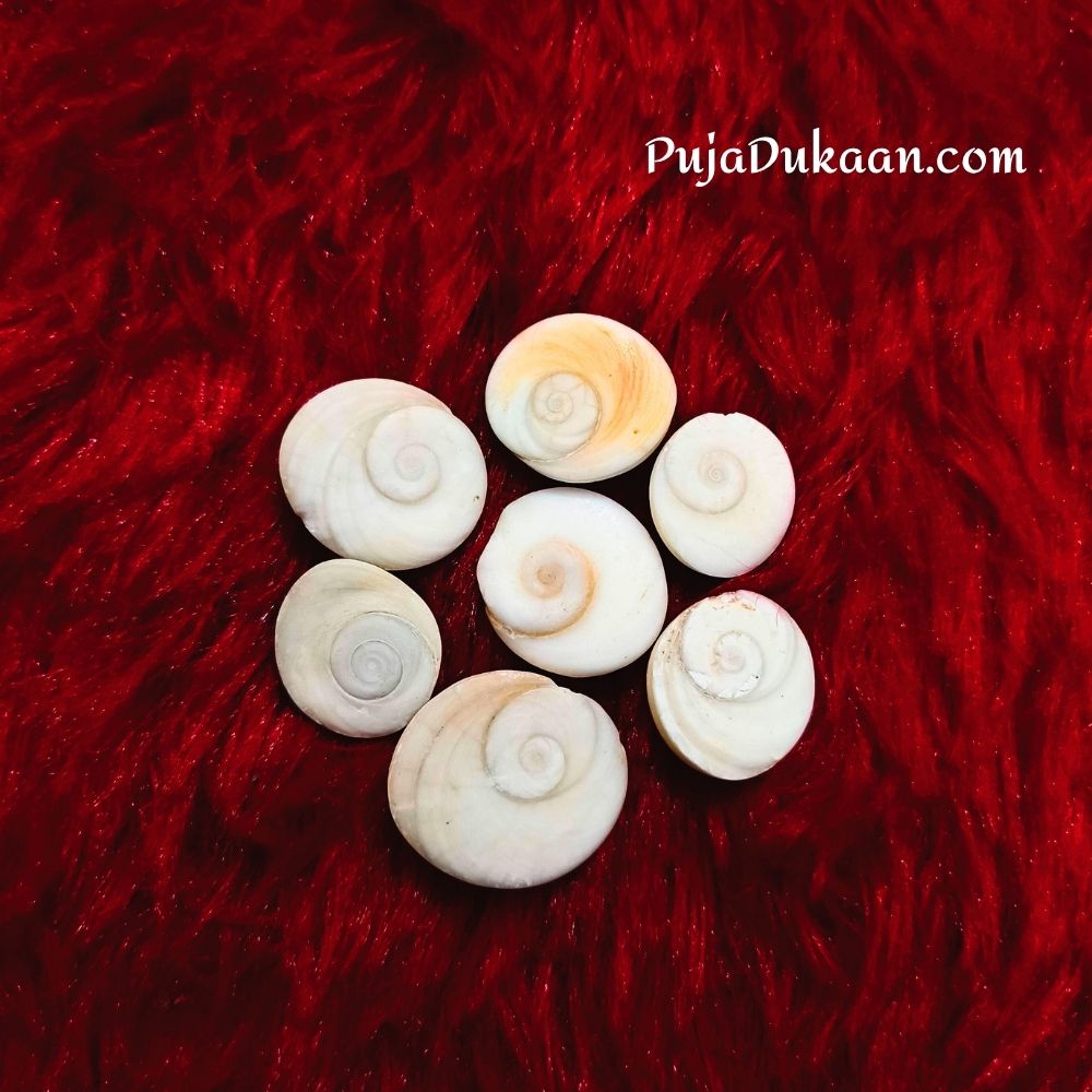 Gomti Chakra  Naavi Sankh 7pcs